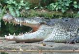 Крупнейший из живущих в неволе крокодилов стал приманкой для туристов.