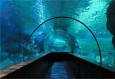 15 августа в Анталье откроется гигантский аквариум.